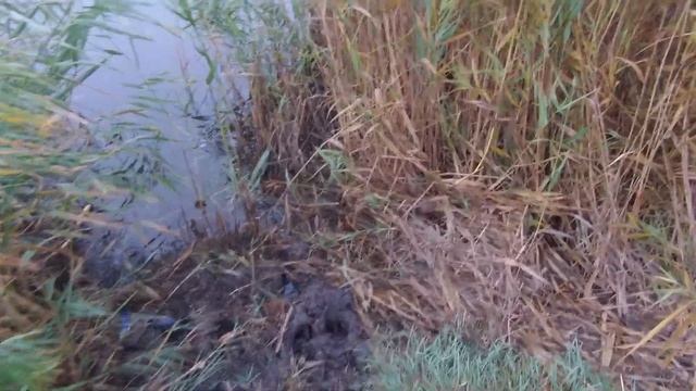Туманные перспективы. Щука на воблеры. река Берда. Бердянск 31 октября 2020