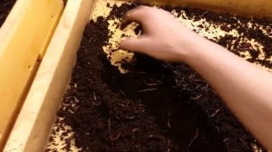 Как я формирую маточник калифорнийского червя.