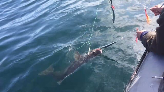 Палтус Баренцево море смотреть онлайн