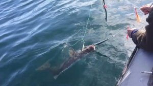 Палтус Баренцево море
