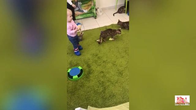 Кото-кафе 🐈 Кафе где гуляют коты. Архив. смотреть онлайн