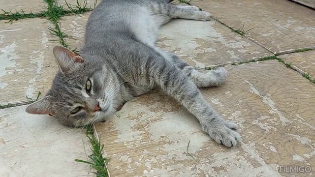 Серенький котик валяется "колбаской", прямо на дорожке где все ходят ?? смотреть онлайн