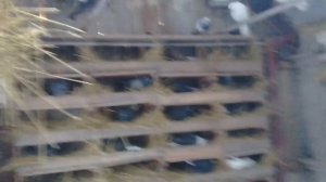 АСД для голубей Ч-2.