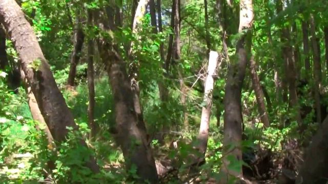 Лес турции смотреть онлайн