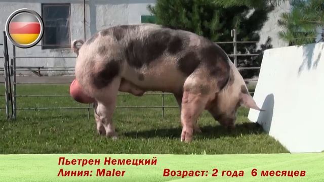 Фридом Фарм Бекон: племенные свиньи пород 'Пьетрен'