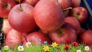 Яблоня обыкновенная Рождественское ? Посадка и уход. саженцы, крупномеры яблони: особенности сорта