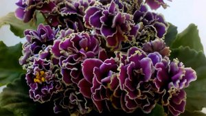 ЛЕ-Шато Брион. Фиалки в моей коллекции. Санкт-Петербург.www.flora-spb.ru