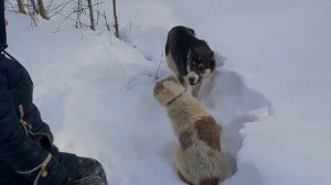 Прогулка по зимнему лесу с Алабаями.