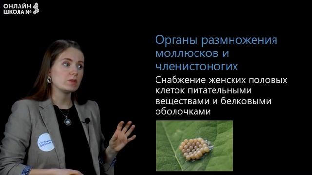 Органы размножения. Видеоурок 33. Биология 7 класс
