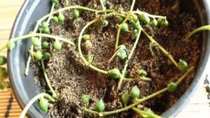 Крестовник Роули: уход в домашних условиях и способы размножения