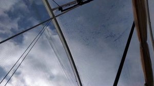 Виноград в теплице, сильная влажность зимой! 22.01.2021