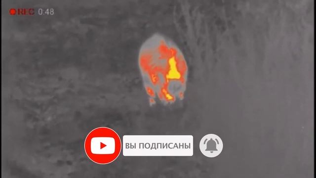 Дикий кабан вышел на меня ночью! Я без оружия...