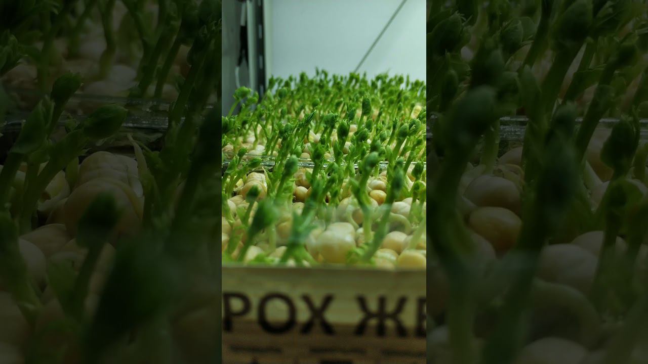 Ростки гороха смотреть онлайн