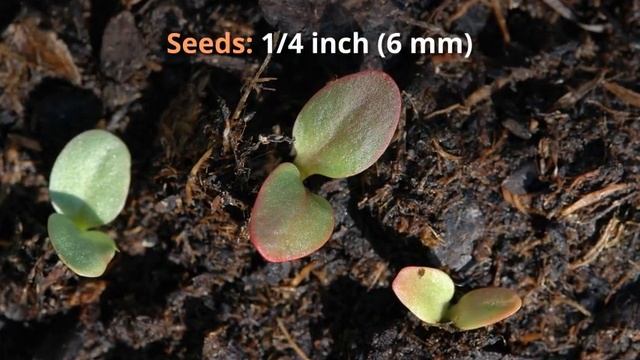 Rheum Growing Guide (Rhubarb) by GardenersHQ смотреть онлайн