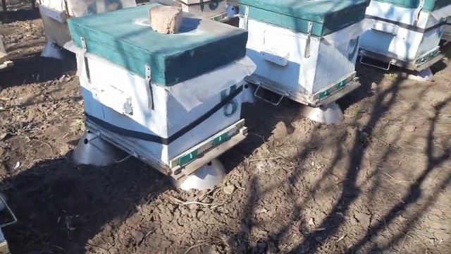 Мы отзимовали - пчелы в работе! А вы? Итоги зимовки 2022! смотреть онлайн