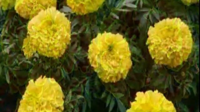 Цветы Бархатцы. Как выглядят Бархатцы (Tagetes)