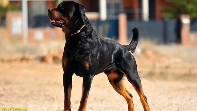 АГРЕССИВНЕЕ ВОЛКА! 7 самых сильных и ОПАСНЫХ пород собак в мире