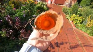 Кто съел морковь???