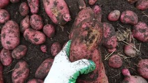 Убираем Картофель Сорт Пирошка
