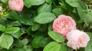 Felicité Parmentier fragrant Rose