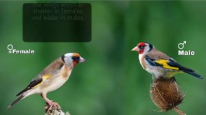 Difference Between Male and Female European Gold Finch | Gender identification of Gold finch