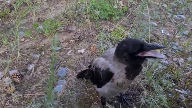 №175 Едят ли птицы пельмени ??? смотреть онлайн