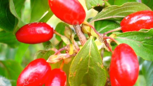 КИЗИЛ ПОЛЬЗА И ВРЕД | кизил рецепты, кизил сушеный польза, кизил для похудения смотреть онлайн