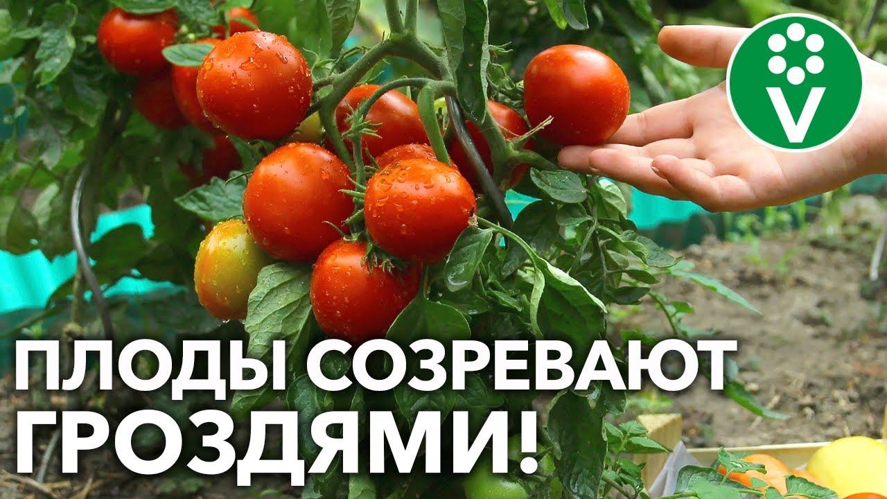 ВОТ КАК НАДО «КОРМИТЬ» ТОМАТЫ ДЛЯ БЫСТРОГО НАЛИВА КИСТЕЙ И КРУПНЫХ ПЛОДОВ!