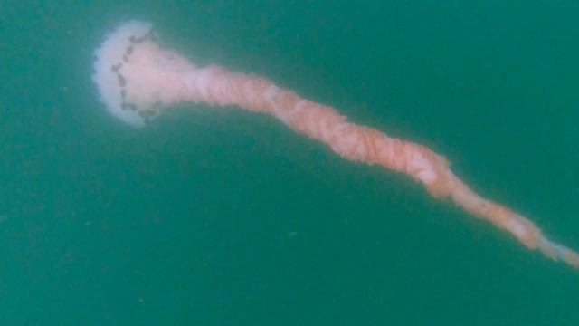Giant purple-striped jellyfish смотреть онлайн