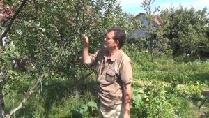 Тля на сливе. Помидор против вредителей сливы. Garden without chemistry.
