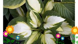 Хоста гибридная Колор Фестиваль. Краткий обзор, описание характеристик hosta hybrida Color Festival