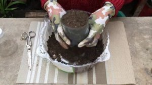 Как вырастить КОФЕЙНОЕ ДЕРЕВО дома ☕
