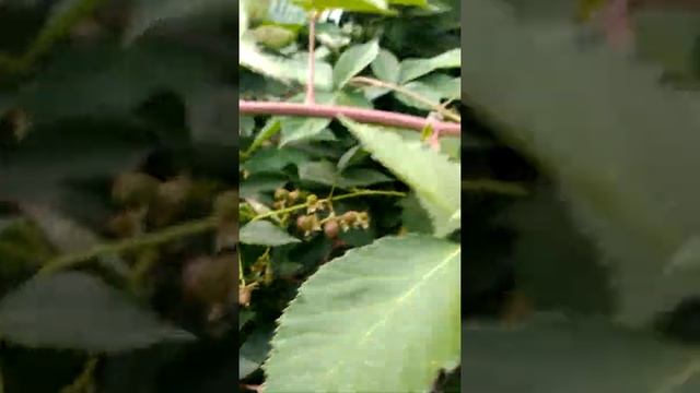 Ежевика , сладка ягода смотреть онлайн