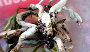 Орхидеи. Лучший метод размножение корнями.Часть 4. Orchids. Reproduction by roots. Part 4. .mp4