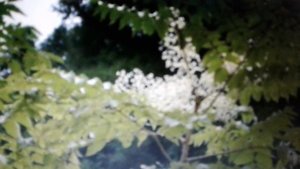 Аралия маньчжурская лечебные свойства и  вред.