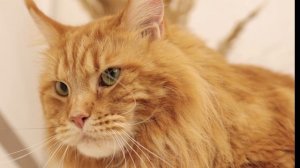 Ожирение у кота. Почему коты толстеют, опасно ли это и что делать?