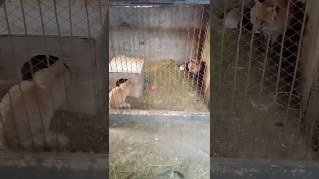 354. Дикая лиса Маркиза и котик Амур, вялая игра пятнашки! смотреть онлайн