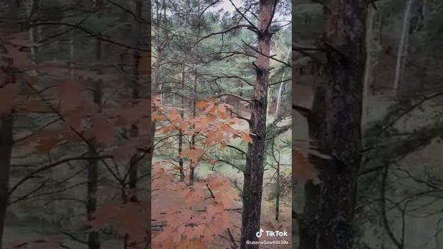 Самое главное, что нужно взять с собой в поход в лес, то без чего ни нельзя ходить в поход, прикол)