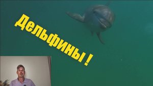 Где найти дельфинов в море максимально близко?