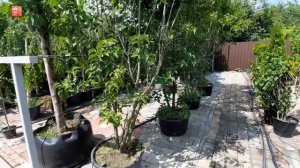 Растения для сада. Где купить саженцы?