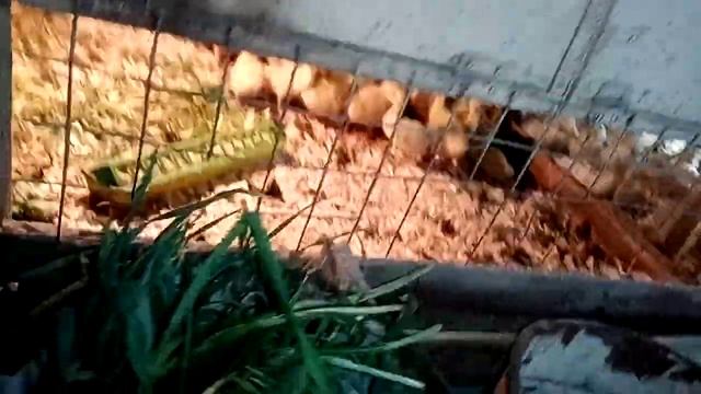 Метиленовый синий, зачем и как поить смотреть онлайн