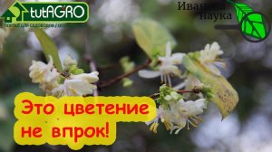 КАТАСТРОФА! Зацвели жимолость и каштаны, а смородина раздула почки? Осеннее цветение не в срок.