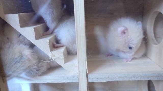 8 хомяков в лабиринте