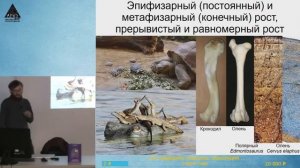 Лекция С.В. Дробышевского "Остеология: скелет" курса "Анатомия человека"