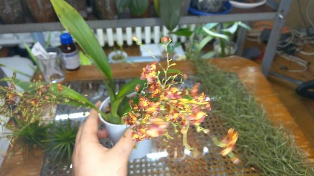 New Orchids, Tillandsia,Spanish moss Repoting смотреть онлайн
