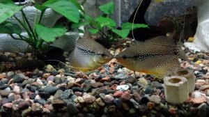 Нерест жемчужных гурами.mp4