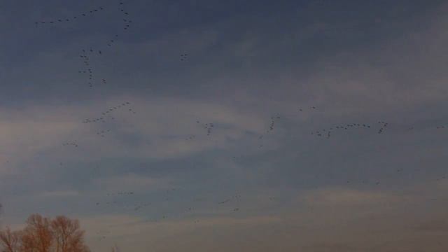 Гуси весной смотреть онлайн