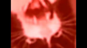 Кот орёт (-уши)