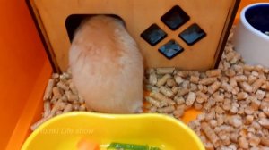 Заботы Хомяка Бобби. Сирийский Хомяк кушает.  Видео с хомяками