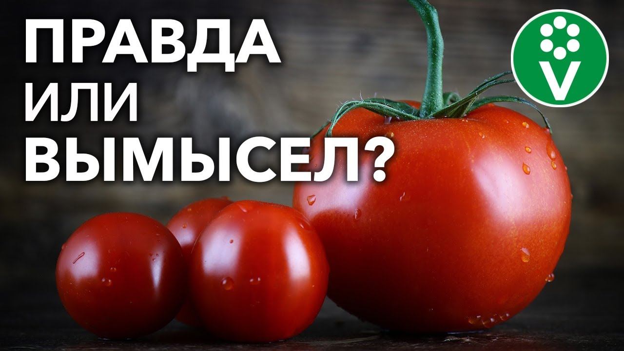 Помидоры ВРЕДНЫ для здоровья?